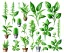 Placeholder: Vector plants and herb set illustration. Watercolor white backdrop