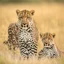 Placeholder: leopard family outside. photographic