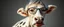 Placeholder: half grey haired half bald Bill Gates with a cow with lipstick mouth