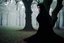 Placeholder: Trees, forest, gothic horror movies influence, photography hd