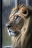 Placeholder: portrait of a lion looking out of a rainy window