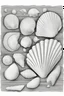 Placeholder: back and white coloring page of seashells