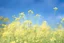 Placeholder: bottom half canola plants detailed, top half sky