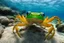 Placeholder: This shot was taken underwater by me while snorkeling in Corsica . As you can see the poor crab is not entirely happy to see me that close to him - probably fears he will get eaten. How could he know I am vegetarian and don't eat seafood?!