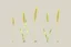 Placeholder: concept art of six low poly stylized alien dry single leaf tall grass on a neutral background. Strange fictional extraterrestrial flora with unusual shapes