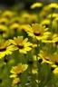 Placeholder: enamorada de las flores amarillas
