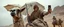 Placeholder: luke skywalker riding lama with umbrella taking a selfie