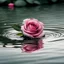 Placeholder: pink rose flower on body water