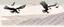 Placeholder: 2 birds being chased through the air by an eagle, they each trail a graphic line behind them, and lost feathers, vector