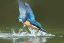 Placeholder: A beautiful kingfisher diving into the water. Highly detailed, smooth colours, realistic landscape