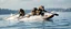 Placeholder: orcs rowing while waterskiing