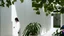 Placeholder: Woman in the foreground dressed in white in a bright white minimalist interior courtyard where the murmur of water whispers and the shadows of some leaves of nearby plants sway