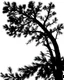 Placeholder: isolated spruce/pine tree silhouette, black on white clipart