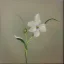 Placeholder: tiny oil painting of single long stem pressed flower, white canvas, ghostly, melancholy, tender, moody, vintage, delicate arrangement, beautiful composition, etsy, aesthetic layout, plain solid white background