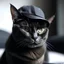 Placeholder: cat wearing black cap