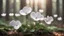 Placeholder: white cyclamen blooms in forest light, close-up, blurred background