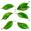 Placeholder: unconnected plum-cherry leaves on white background, stock image