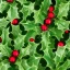 Placeholder: christmas holly leaves decoration white background 8k high detail