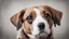 Placeholder: DOG WITH SAD EYES