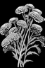 Placeholder: Achillea flower BLACK WITHE DRAWING