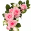 Placeholder: Pink roses, crisp detail, photograph