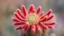 Placeholder: red cactus flower,close-up, blurred background