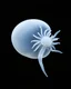 Placeholder: Realistic photo in natural style of a completely white gypsum plankton seen from the side on a black background