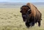 Placeholder: Bison walking towards viewer's right, on white background, fades out on the left