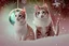 Placeholder: Double exposure, merged layers, Christmas fantasy, cat Christmas ornaments, gifts, double exposure, snowfall, heart, snowflakes, icy snowflakes, burlap, gems and sparkling glitter, sunshine