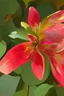 Placeholder: In Bloom; Georgia O'Keefe; Oil Paint