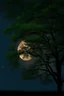 Placeholder: Night, tree leaves, moon, clouds, photography