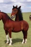 Placeholder: Rare Americans horse