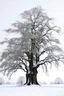 Placeholder: tree with snow