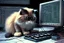 Placeholder: programming cat