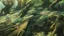 Placeholder: Stylized image of a forest, near a serene lake and mountains in the background at sunrise