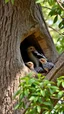 Placeholder: The hoopoe. With his wife and children in the nest hole in the tree