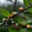 Placeholder: A tree branch with some leaves and flowers on which some dew drops have collected