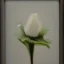 Placeholder: tiny oil painting of single long stem pressed flower, white canvas, modern frame, shadows, ghostly, melancholy, tender, moody, vintage, delicate arrangement, beautiful composition, etsy, aesthetic layout, plain solid white background