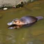 Placeholder: duck billed platypus swimming in a small river pool