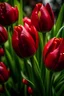 Placeholder: Red tulips