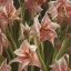 Placeholder: A highly detailed oil painting of intricate Amaryllis flowers, seamless pattern, Dark Academia