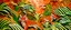 Placeholder: An orange colored rainforest with tigers designed in Chinese paper art painted by Frank Lloyd Wright