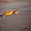 Placeholder: turtle and sunset