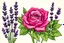 Placeholder: An illustration rose mix with provence lavender for illustration pop up book