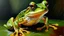 Placeholder: oil painting frog