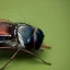 Placeholder: Photo of fly, 800mm lens, realistic