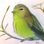 Placeholder: Portrait of a chiffchaff with art markers