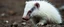 Placeholder: albino badger has emotional breakdown