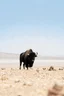 Placeholder: Black bison on a deserted field