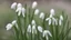 Placeholder: Snowdrops, delicate harbingers of spring